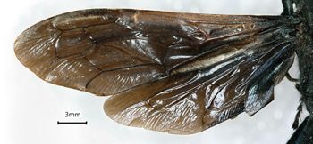 Media type: image;   Entomology 26698 Aspect: wing